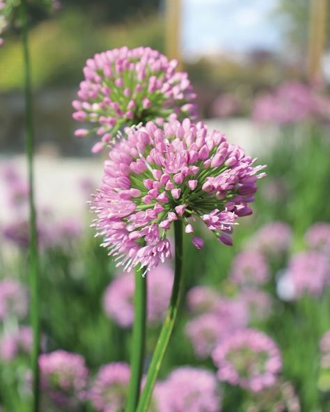 Allium Millenium, Ornamental Onion, Onion Flower, Allium Flowers, Favorite Flowers, Purple Flowers, Planting Flowers, Outdoor Gardens, Nursery