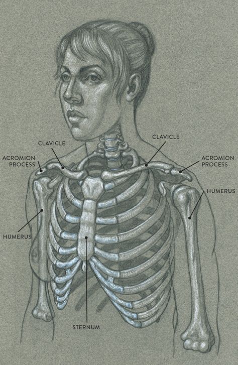 Skeleton Upper Body Drawing, Torso Bones, Anatomy For Drawing, Torso Anatomy, Drawing Planner, Anatomy Bones, Skeleton Anatomy, Body Study, Social Media Drawings