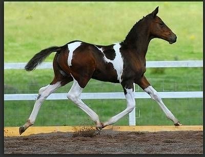 Paint Horse Foal, Weanling Horse, Warmblood Foal, Warmblood Stallion, Horse Foal, Dutch Warmblood, Horse Markings, American Paint Horse, Beautiful Horse Pictures