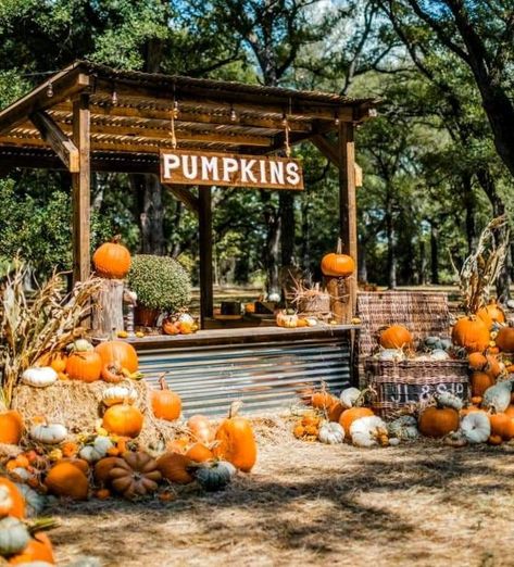 Pumpkin Patch Business, Pumpkin Patch Kids, Pumpkin Patch Birthday, Pumpkin Patch Farm, Fall Harvest Party, Best Pumpkin Patches, The O.c., Pumpkin Patch Sign, Pumpkin Stands