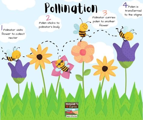 Pollination infographic. Bees, flowers, and grass. Set Yourself Up For Success, Garden Growing, Attract Pollinators, Vegetable Gardening, Gardening Tips, Make Your, Make It Yourself, Fruit, Plants