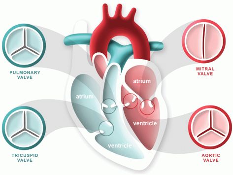 Heart Valves Anatomy, Heart Facts, Aortic Valve Replacement, Heart Valve, Tricuspid Valve, Heart Diagram, Heart Valves, Open Heart Surgery, Congenital Heart