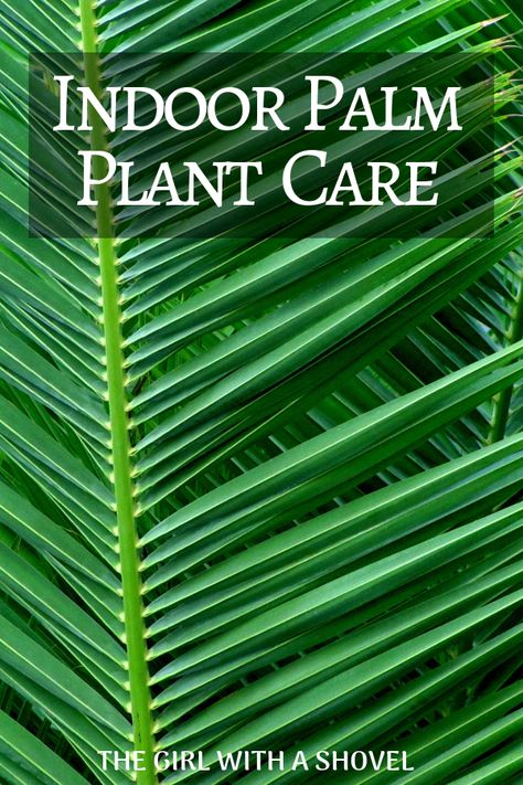 Do you have an indoor palm tree?! Learn how to keep it healthy and beautiful with this post on indoor palm plant care! #indoorpalm #indoortropicals How To Care For Palm Plants Indoors, Palm Tree Care Indoor, Indoor Palm Plants, Palm Plant Care, Palm Tree Care, Indoor Palm, Indoor Plant Care Guide, Indoor Palm Trees, Easy Indoor Plants