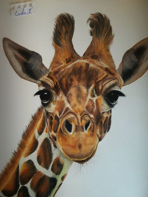 Animal Pencil Colour Drawing, Coloured Pencil Animal Drawings, Colored Pencil Animal Art, Animal Drawings Colored Pencil, Realistic Animal Drawings Colour, Giraffe Drawing Realistic, Colored Pencil Animals, Giraffe Sketch, Cute Giraffe Drawing