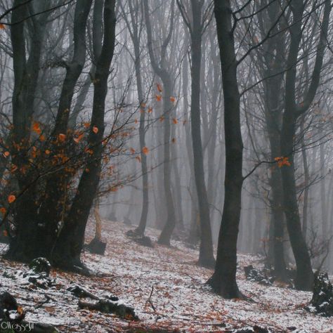 Gloomy Nature, Winter Places, Extraordinary Life, Silent Hill, Forest House, The Secret History, Winter Forest, Winter Aesthetic, Autumn Aesthetic