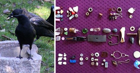 8-Year-Old Girl Receives Gifts From The Crows She’s Been Feeding Since She Was 4 | Bored Panda The Crows, Treasure Gift, Crows Ravens, Bead Storage, Lego Pieces, The Crow, Bird Seed, Crows, Colorful Heart