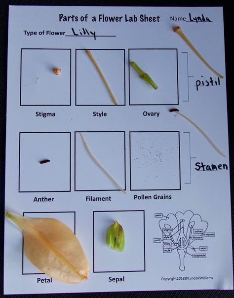 Teaching Science With Lynda: Dissecting a Flower to Teach Structure and Function NGSS4-LS1=1 and NGSS 4-LS1-2 Flower Dissection For Kids, Parts Of A Flower Craft, Flower Worksheet, دورة حياة النبات, Flower Dissection, Backyard Science, Botany Study, Flower Activity, Abeka Homeschool