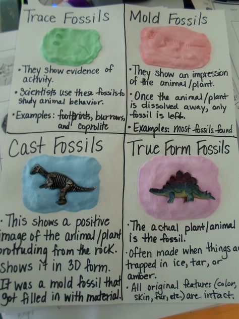 We are currently studying fossils and dinosaurs as we are reading "The Enormous Egg", by Oliver Butterworth. We made these Four Types of Fossils Models. Each student needed one individual package o... Fossil Project, Fossils Lesson, Types Of Fossils, Fossils Activities, Fourth Grade Science, Science Anchor Charts, Third Grade Science, 8th Grade Science, 4th Grade Science