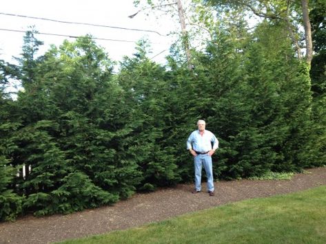 A Fast Growing Landscaping Tree: The Leyland Cypress Tree | HubPages Leland Cypress Trees, Leland Cypress, Leyland Cypress Trees, Privacy Screening, Leyland Cypress, Georgia House, Privacy Trees, Landscaping Trees, Cypress Trees