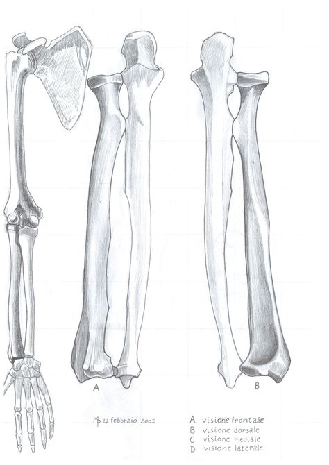 Radius and ulna Ulna Bone Drawing, Radius And Ulna Anatomy, Arm Bones Drawing, Ulna Anatomy, Packaging Supplements, Bones Reference, Ulna Bone, Human Skull Drawing, Radius Bone