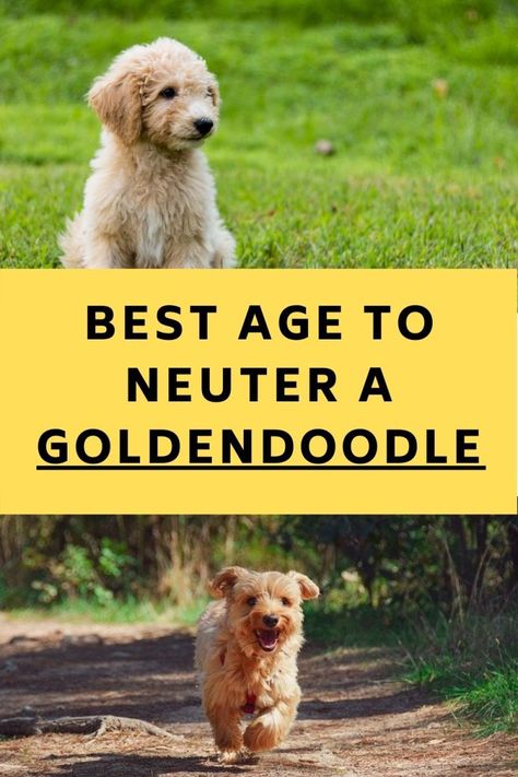 Golden Doodles Full Grown, Teddy Bear Cut Goldendoodle, Mini Goldendoodle Full Grown, Full Grown Mini Goldendoodle, Rocky Training, Double Doodles, Goldendoodle Full Grown, Doodle Tips, Micro Goldendoodle