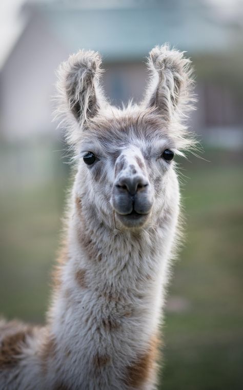 Llama Photography, Aesthetic Llama, Llama Aesthetic, Alpaca Wallpaper, Alpaca Illustration, Lama Animal, Animals Group, Llama Images, Llama Drawing