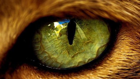 Lion eye Cat Eye Problems, What Animal Are You, Lion Eyes, Regard Animal, Types Of Dragons, Animal Eyes, Eye Close Up, Wild Eyes, Eye Pictures