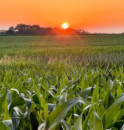 Old Farming Photos, Agriculture Photography Farmers, Agriculture Aesthetic, Farming Photo, Farming Aesthetic, Agriculture Pictures, Corn Farm, Agriculture Photography, Agriculture Photos