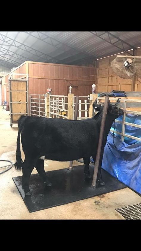 Cattle Wash Rack Ideas, Cattle Wash Rack, Wash Rack Ideas, Ciara Renee, Show Cattle Barn, Horse Pens, Livestock Barn, Show Steers, Cattle Barn