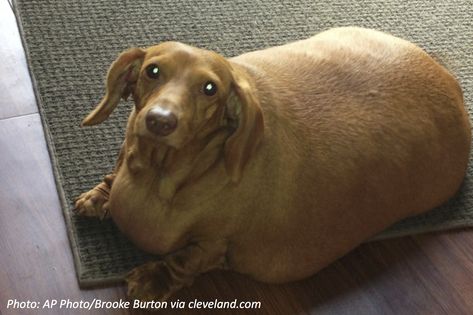 Fat Dogs, Tibetan Mastiff, Dog Diet, Weenie Dogs, Miniature Dachshund, Dog Runs, Free Cat, Weiner Dog, Wiener Dog