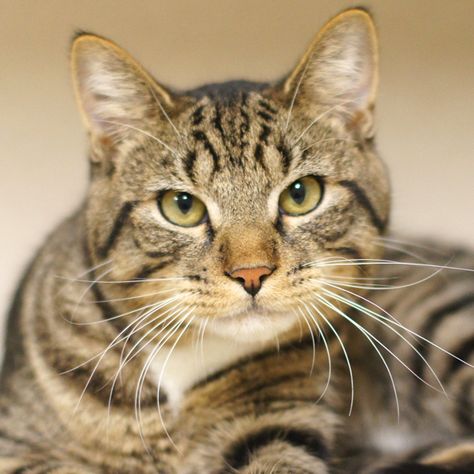 With a handsome face and gorgeous markings, Bradley is one good looking guy!  Standing there at the front of his condo on long limber legs, he stretches front paws forward with a welcoming bow.  "So pleased to make your acquaintance", he seems to say with a genuine  smile.  And you are pleased right back, a more congenial cat you will be hard pressed to meet.  Bradley has a playful curiosity typical of a happy young cat. Face Markings Drawing, Canoga Park California, Tiger Striped Cat, Guy Standing, Canoga Park, Animal Activism, Genuine Smile, Striped Cat, Domestic Shorthair