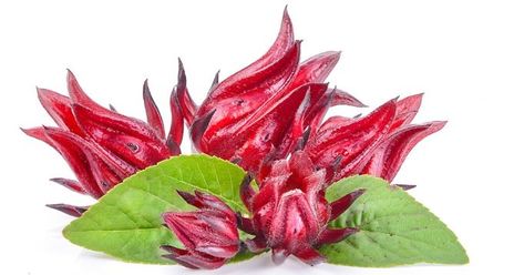 El Poder de la Flor de Jamaica en la Santería "Un Ritual para el amor" Jamaican Sorrel, Herbal Tea Benefits, Hibiscus Sabdariffa, Jamaican Culture, Green Tea Benefits, Hibiscus Tea, Sea Moss, Food Packaging Design, Herbal Blends