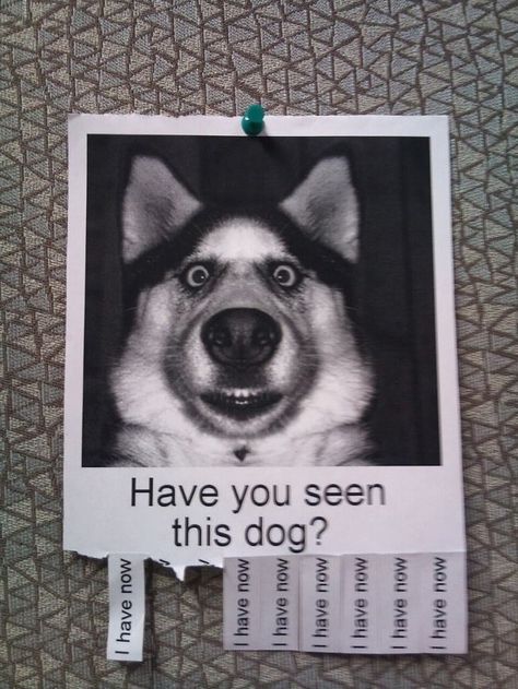 "Have you seen this dog? | 26 [really only 9] Things That Will Turn Your Bad Day Around In An Instant" Funny Animal Photos, Funny Animal Quotes, Pet Signs, Animal Quotes, Funny Animal Pictures, Have You Seen, Animal Memes, Bones Funny, Funny Photos