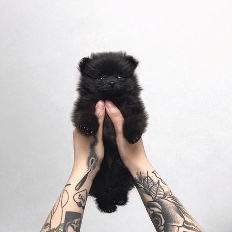 the tiniest dogs Black Pomeranian Puppies, Black Pomeranian, Teacup Pomeranian, Cute Pomeranian, Pomeranian Puppies, Yorkie Dogs, Teacup Puppies, Blue Merle, Pugs Funny