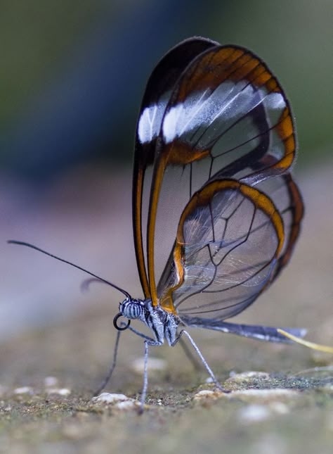 The glasswinged butterfly (scheduled via http://www.tailwindapp.com?utm_source=pinterest&utm_medium=twpin&utm_content=post7867904&utm_campaign=scheduler_attribution) Cool Insects, Moth Caterpillar, Beautiful Bugs, Butterfly Pictures, Arthropods, Airbrush Art, Bugs And Insects, On The Ground, Beetles