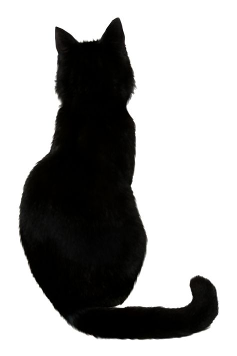 Black Cat Outline, Black Cat Png, Silhouette Chat, Black Cat Drawing, Black Cat Illustration, Cat Outline, Black Cat Silhouette, Black Cat Tattoos, Kitten Drawing