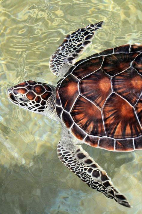 sea turtle via Loving Coastal Living Sea Turtle Pictures, Turtle Wallpaper, Baby Sea Turtles, Turtle Swimming, Tortoise Turtle, Sea Photography, Turtle Love, Turtle Painting, Turtle Art