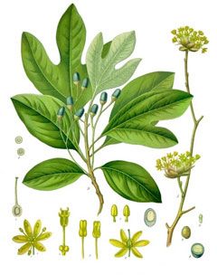 Sassafras Root, Psychoactive Plants, African Herbs, Cinnamomum Camphora, Hedera Helix, Wood Tree, Deciduous Trees, Growing Tree, Helix