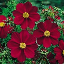 Cosmos Seeds | Flower Seeds by the Packet or in Bulk | Eden Brothers Red Cosmos, Cosmos Flowers, Annual Flowers, Flower Seeds, Cut Flowers, Garden Seeds, Turks And Caicos Islands, Versailles, Red Flowers