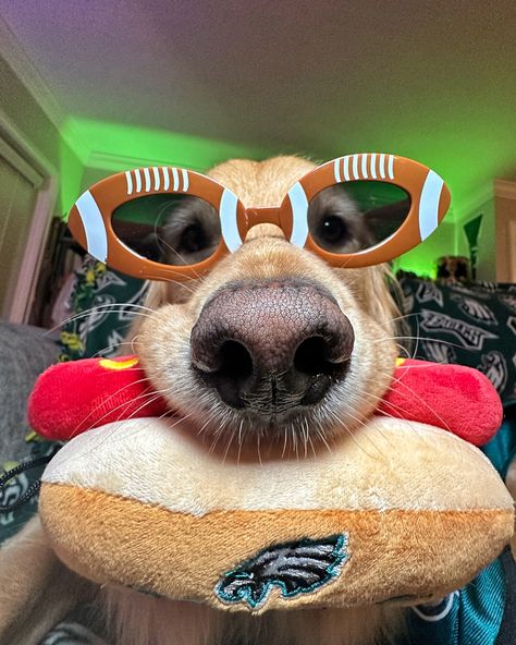 YO! Go Birds🏈🦅💚 #football #dogsofinstagram #gobirds #eagles #philadelphiaeagles #nfl #dogselfie Eagles Football, Football Wallpaper, Football Pictures, Eagles, Golden Retriever, Make Me Smile, Life Is Good, Cute Dogs, Cute Animals