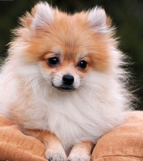 Pomchi Dogs, Pomeranian Mom, Pomeranian Breed, Most Beautiful Dog Breeds, Pomeranian Puppy Teacup, Beautiful Dog Breeds, Most Beautiful Dogs, Cute Pomeranian, Pomeranian Dog