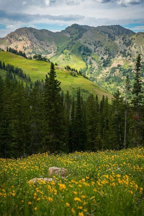 Lake Blanche Utah, Fishlake National Forest Utah, Alpine Utah, Utah Nature, Alta Utah, Alta Ski, Albion Basin, America Aesthetic, Leave Her Wild