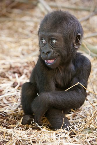 Baby gorilla 'Shambe' smiles at Artis Zoo, Amsterdam, The Netherlands - photo by A. J. Haverkamp, via Flickr Baby Gorilla, Baby Gorillas, Baby Monkey, Wild Things, Cute Animal Pictures, Primates, Cute Creatures, Sweet Animals, On The Ground