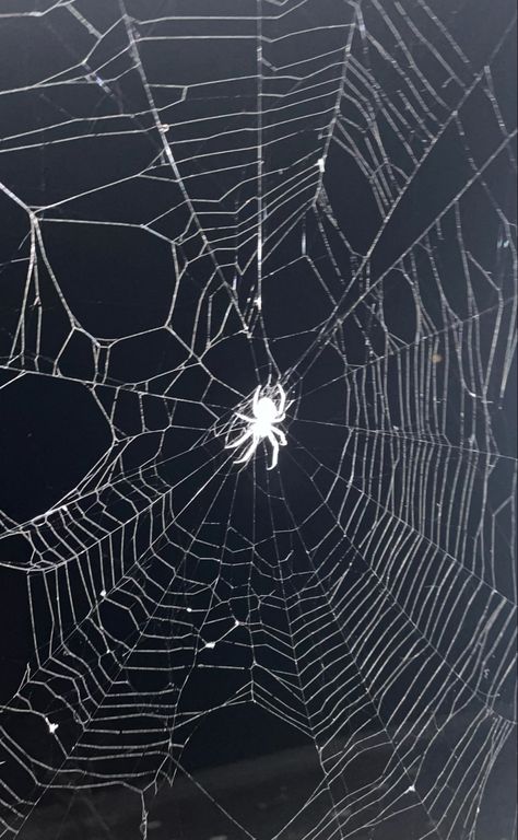 Spiders Aesthetic Dark, Cute Spider Aesthetic, Spider Aethstetic, Spider Core Aesthetic, Real Spider Web, Spider Art Aesthetic, Spider Sona Aesthetic, Arachnophobia Aesthetic, Purple Spider Aesthetic