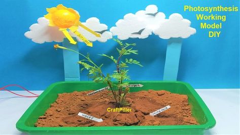 photosynthesis working model science project | craftpiller Uses Of Trees, Model Science Project, Photosynthesis Projects, Photosynthesis Activities, Science Exhibition Ideas, Science Exhibition Projects, Science Model, Science Exhibition, School Exhibition