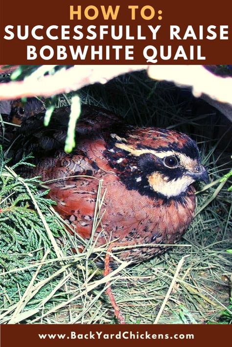 Keeping Ducks, Grouse Hunting, Button Quail, Quail Coop, Chicken Brooder, Bobwhite Quail, Raising Quail, Guinea Fowl, Quail Eggs