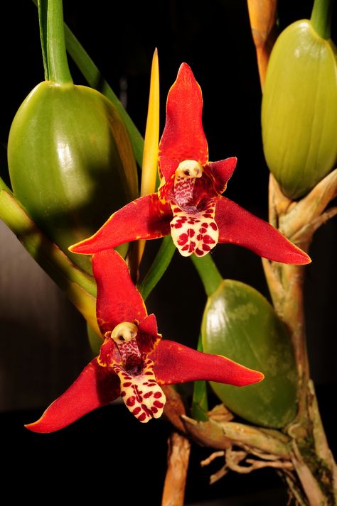 Maxillaria tenuifolia | Flickr - © Nurelias Maxillaria Tenuifolia, Coconut Orchid, Flowers Images, Beautiful Orchids, Unique Flowers, Flower Images, Orchids, Coconut, Lily