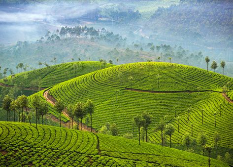 Spice up your bucket list with these underrated cities, islands, and countries that deliver a whole new world of bucket list travel. Kerala Landscape, Spice Garden, Kerala Tourism, Western Ghats, Budget Travel Destinations, Munnar, Kerala India, Hill Station, Beautiful Places To Visit