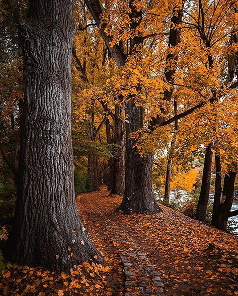 Diy Halloween Home Decor, Dark Forest Aesthetic, Senior Photography Poses, Enchanted Wood, Beautiful Roads, Outdoor Stairs, Nature Life, Autumn Halloween, Autumn Nature