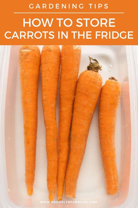 Long Term Carrot Storage, How To Save Fresh Carrots, How To Store Fresh Carrots, Keep Carrots Fresh Longer, How To Store Carrots From Garden, Storing Carrots From Garden, How To Keep Carrots Fresh In The Fridge, Soft Carrots, Storing Carrots