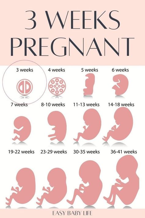 Are you trying to get pregnant or in early pregnancy? Bookmark this detailed pregnancy guide to your pregnancy week by week! All about being 3 weeks pregnant, including belly facts, baby size and development,  pregnancy symptoms, and to-do list. Following the pregnancy weeks for all trimesters of pregnancy is amazing for a new mom! (Also good for mamas who like: pregnancy tips, pregnancy advice, pregnancy stages, pregnancy months, first trimester pregnancy, getting pregnant, first pregnancy) 3 Weeks Pregnant, Pregnancy Weeks, 9 Weeks Pregnant, 25 Weeks Pregnant, Pregnancy Facts, Third Trimester Pregnancy, Pregnancy Week, Pregnancy Weight Gain, Prenatal Classes