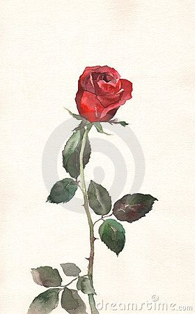 Red rose watercolor painting Red Rose Drawing, Red Rose Watercolor, Rose Watercolor Painting, Watercolor Painting Easy, Watercolor Pencil Art, Rose Sketch, Rose Watercolor, Rose Illustration, Red Painting