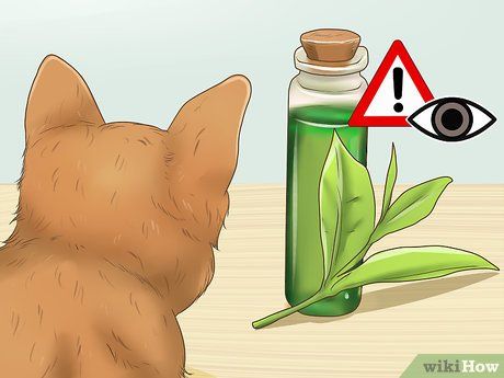 How to Calm Your Cat with Aromatherapy (with Pictures) - wikiHow Diy Cat Calming Spray, Cat Groomer, Calming Cat, Mist Diffuser, Upset Stomach, Calming Scents, Diffuser Blends, Cat Diy, Car Ride