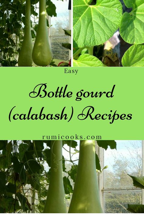 Calabash Recipes, Most Healthy Vegetables, Bottle Gourd Recipes Indian, Abiqua Drinking Gourd Hosta, Bottle Gourd Plant, Gourd Recipes, Bottle Gourd Recipe, Weird Items, Calabash Gourd