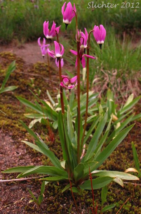 Alpine Shootingstar, Alpine Shooting Star: Dodecatheon alpinum on the moist banks of Killen Creek near its headwaters on the north side of Mt. Adams, WA Shooting Star Flower, Rockery Garden, Fairy Garden Flowers, California Plants, Low Water Gardening, Flower Mural, California Native Plants, Flower Names, Front Yard Garden