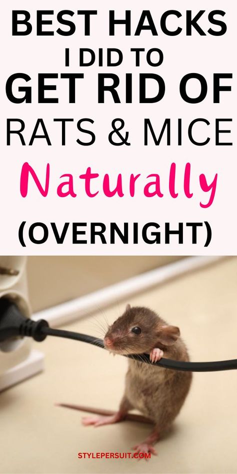 Discovering rats or mice in your home can be distressing, but there are effective methods to deter these pests without resorting to harmful chemicals or expensive exterminators. One popular approach is to utilize natural repellents and smart tricks to drive rodents away. Click to explore an overnight trick to get rid of rats in your home, along with additional mice repellent tips and tricks to keep your living space rodent-free. Home Remedies For Mice, Diy Mice Repellent, Mouse Deterrent, Get Rid Of Rats, Repellent Diy, How To Deter Mice, Rat Repellent, Rat Infestation, Rats And Mice