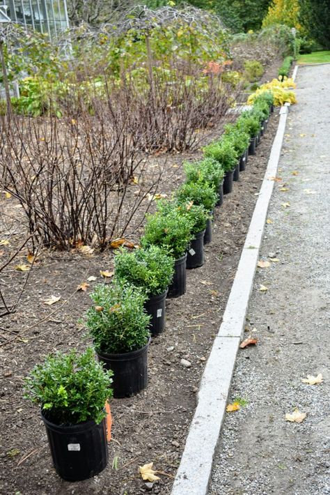 Boxwood Border, Front Yard Hedges, Box Hedges, Boxwood Landscaping, Park Fountain, Colonial Garden, Bedford New York, Boxwood Garden, Box Wood Shrub