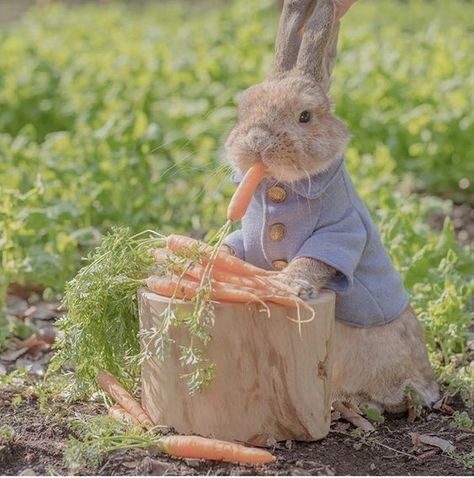 Peter Rabbit in real life! #rabbit #rabbits #rabbitlove #rabbitlife #rabbitofinstagram #bunnies #bunny #bunnylove #bunnystagram #bunnylovers #bunnyrabbit #bunnygram #bunnylife #pet #pets Bed Peace, Cute Bunny Pictures, Bunny Pictures, Pet Bunny, Funny Bunnies, Cute Animal Photos, Baby Bunnies, Cute Creatures