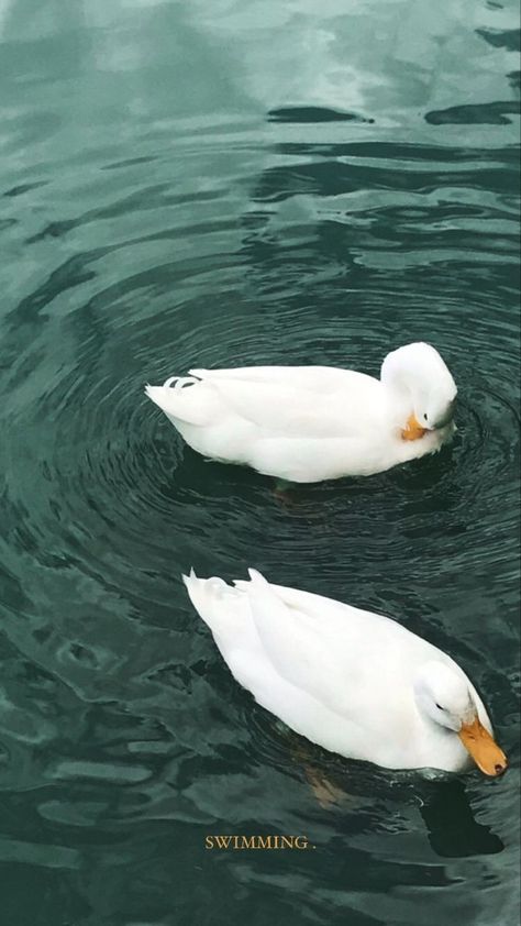 Ducks Aesthetic Wallpaper, Iphone Backgrounds Nature, Duck Swimming, Swimming Aesthetic, Angelic Aesthetic, Duck Pictures, M Wallpaper, Cute Ducklings, Cottage Aesthetic