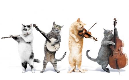 The cat band Gatos Cool, Cats Musical, Slaap Lekker, Cat Holidays, Cat Club, Fb Covers, Cat Wallpaper, Cat Playing, Silly Cats